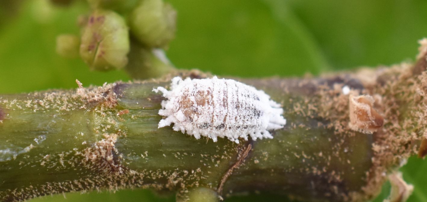 Červce – škodcovia, ktorí oslabujú izbové rastliny a zanechávajú lepkavé stopy