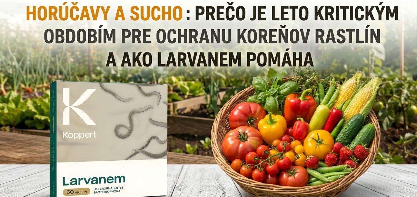 Horúčavy a sucho: prečo je leto kritickým obdobím pre ochranu koreňov rastlín