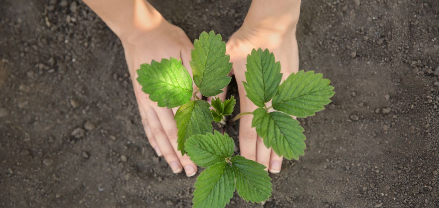 Ako sa starať o jahody od skorej jari, aby boli zdravé, sladké a plné živín
