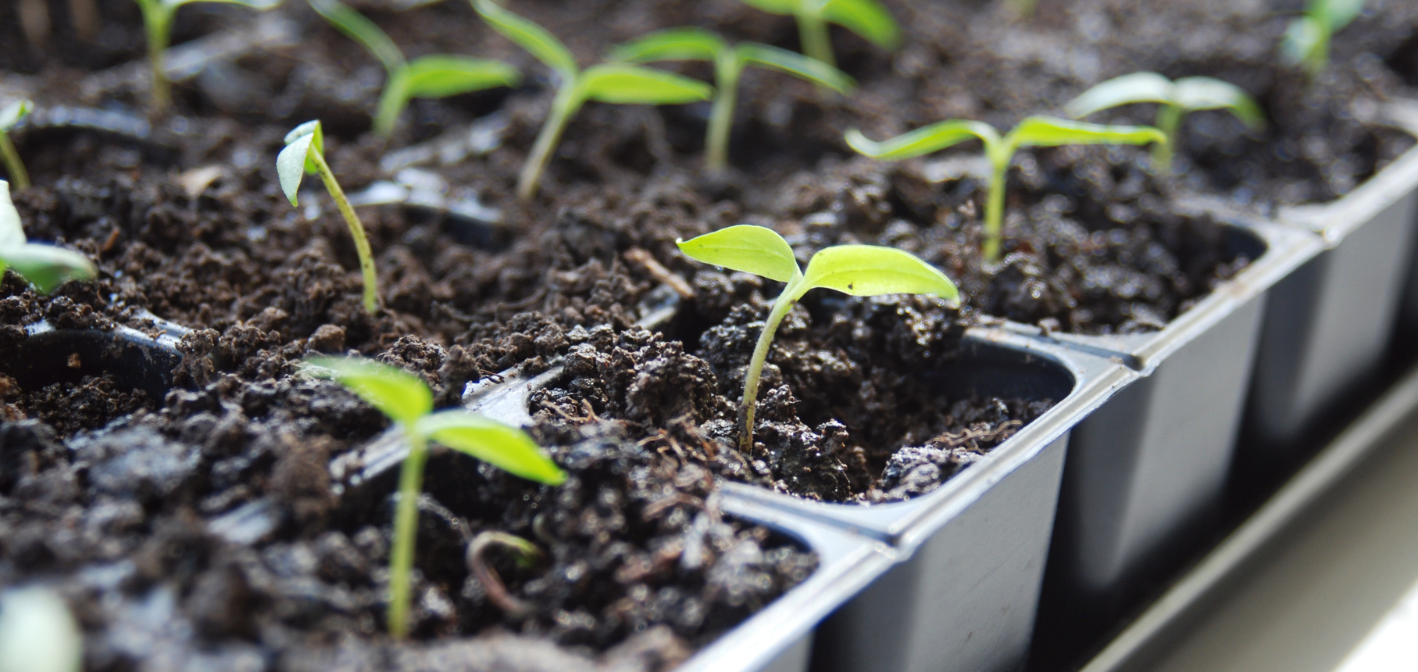 Január – ako úspešne vypestovať planty