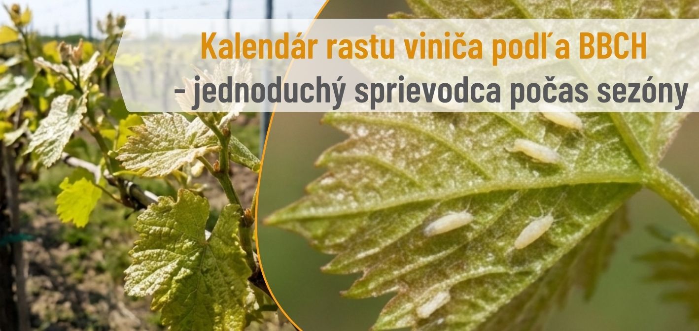 Kalendár rastu viniča podľa BBCH: jednoduchý sprievodca počas sezóny