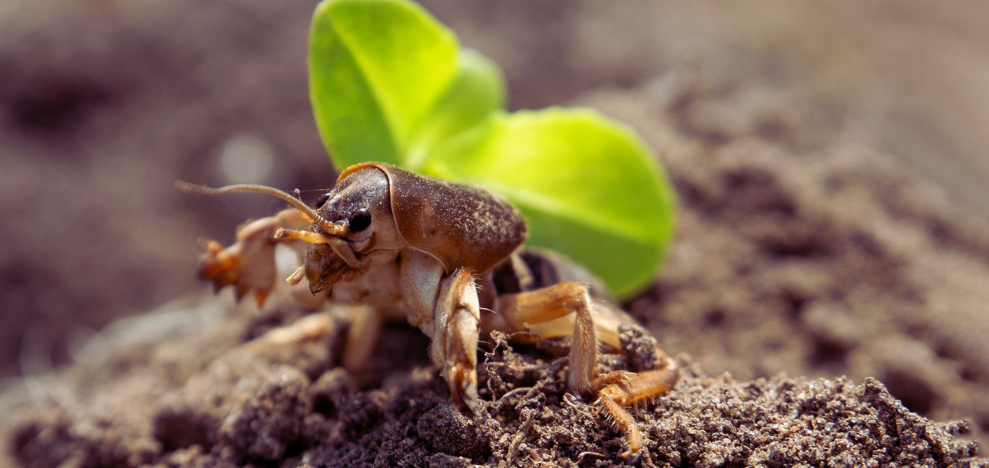Medvedík (šťúr) v záhrade: ako sa ho zbaviť bez chémie – a pritom múdro
