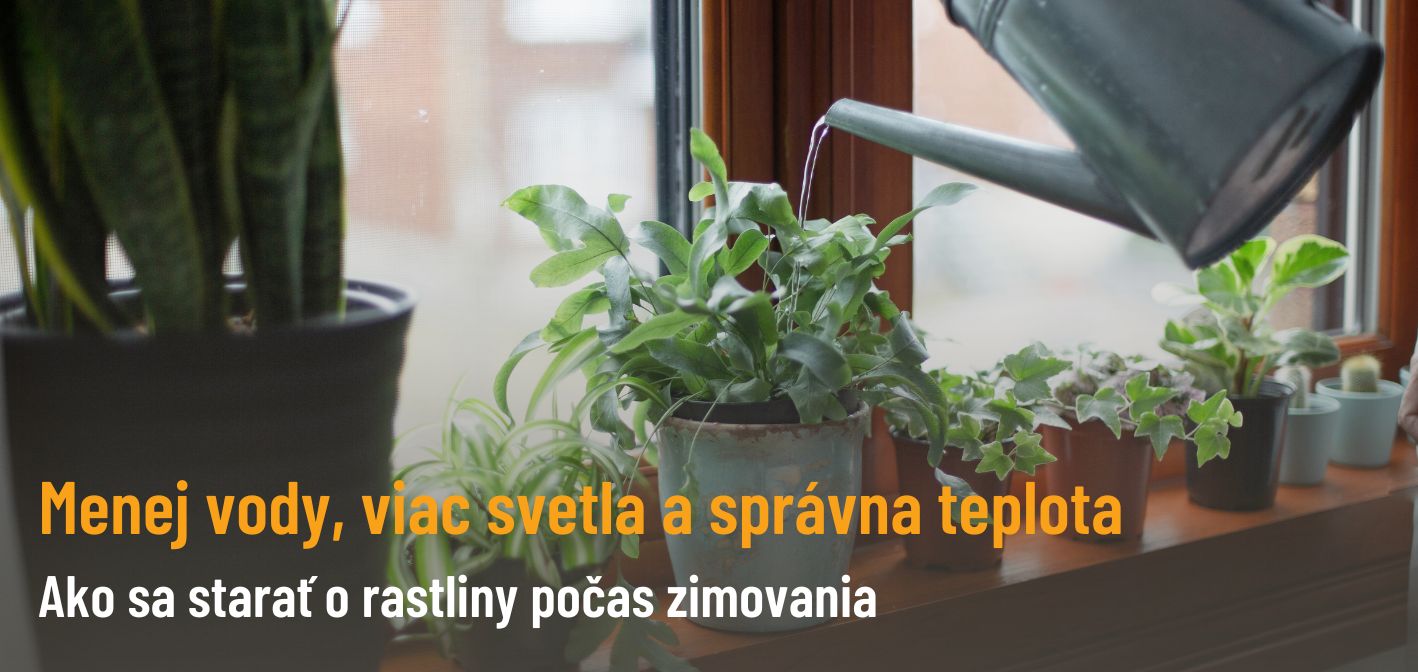 Ako sa starať o rastliny počas zimovania: Menej vody, viac svetla a správna teplota
