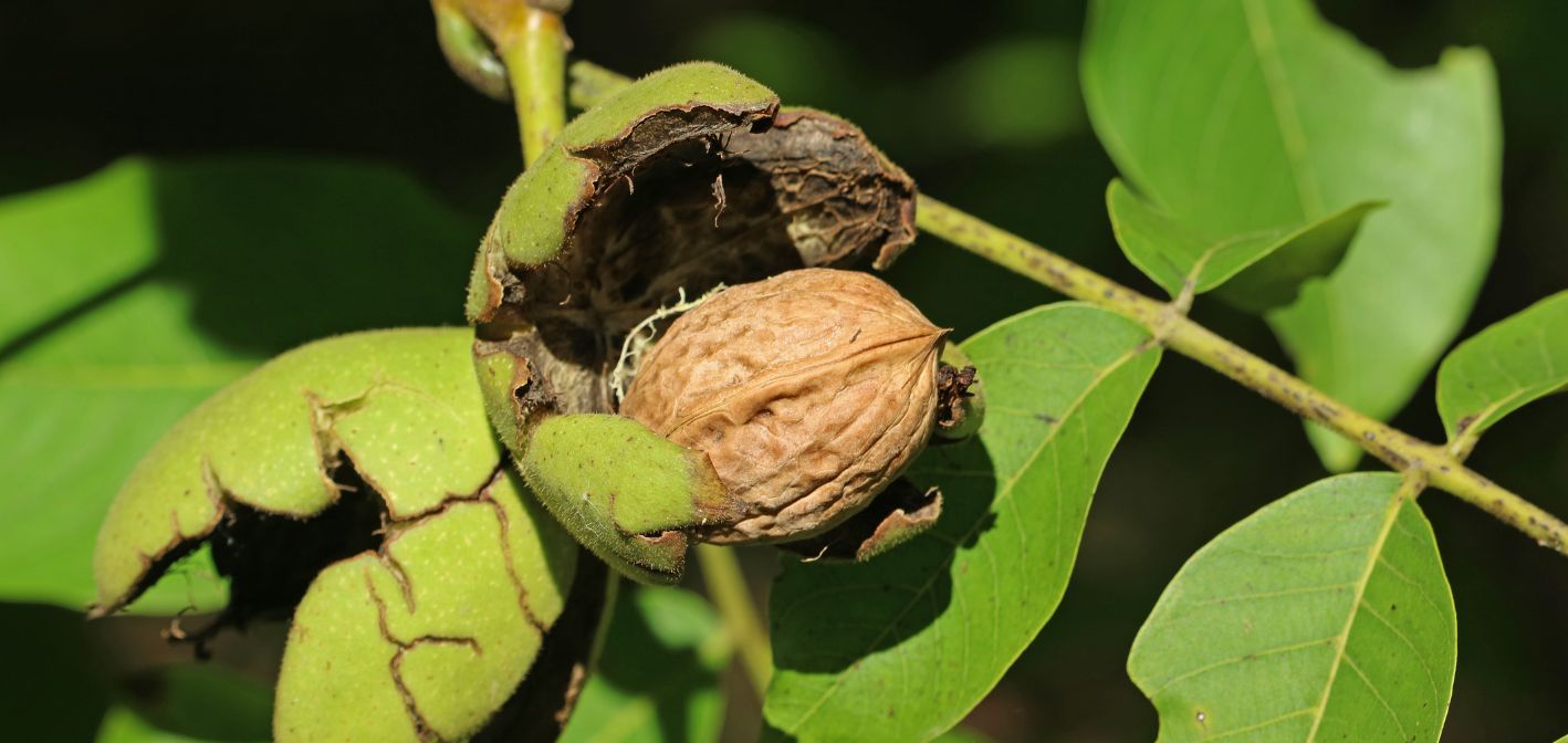 V júli zasiahnime ekologicky a efektívne proti vrtivke orechovej!