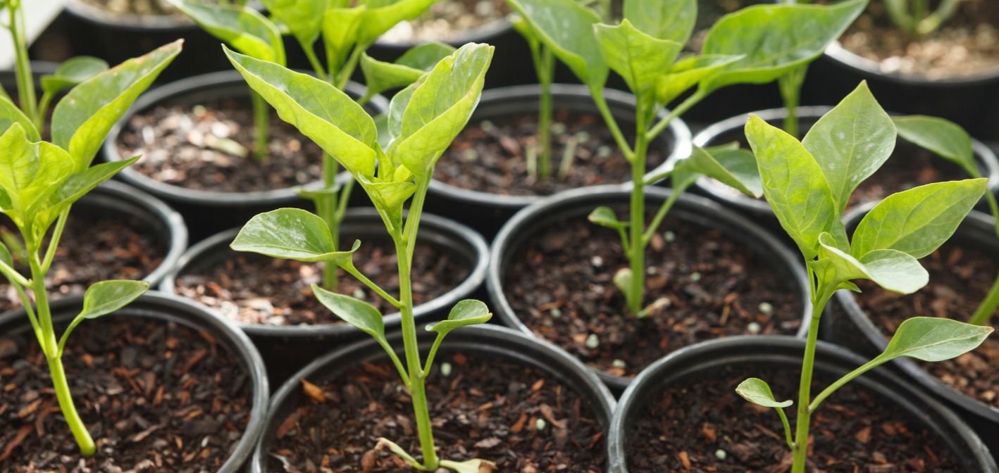 Zeleninové priesady v chladnej jari: Ako ich chrániť pred stresom?