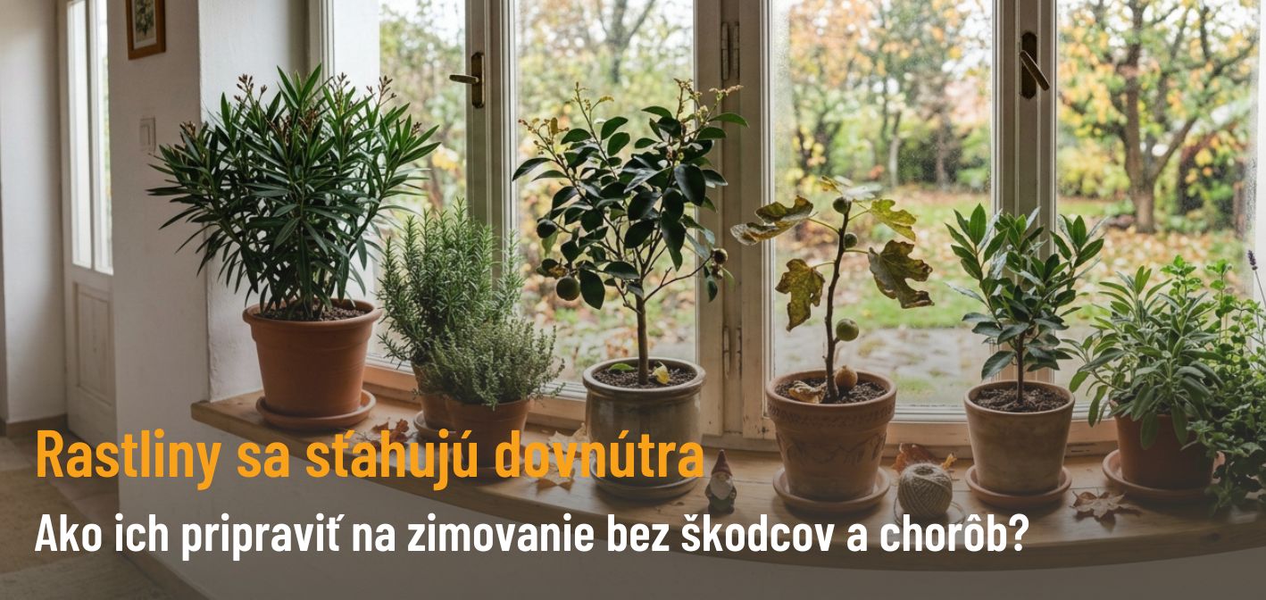 Rastliny sa sťahujú dovnútra: Ako ich pripraviť na zimovanie bez škodcov a chorôb