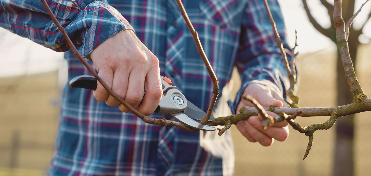 Ošetrovanie rezných rán vo vinohrade: kľúč k ochrane pred drevokaznými chorobami