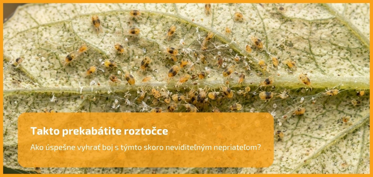 Takto prekabátite roztočce: Ako úspešne vyhrať boj s týmto skoro neviditeľným nepriateľom?