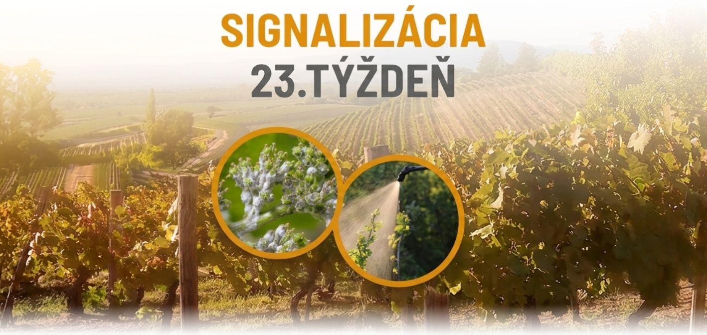 Signalizácia vinič – 23. týždeň