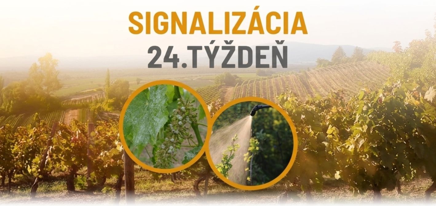 Signalizácia vinič – 24. týždeň