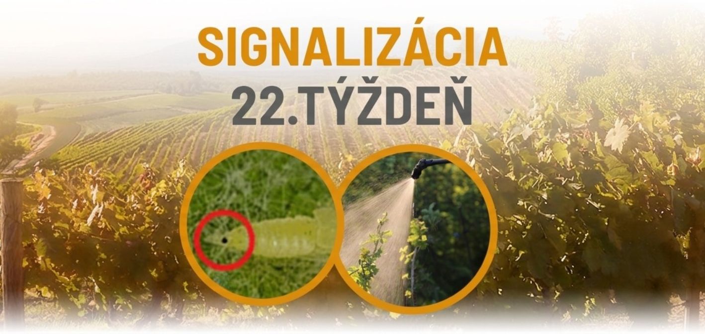 Signalizácia vinič – 22. týždeň