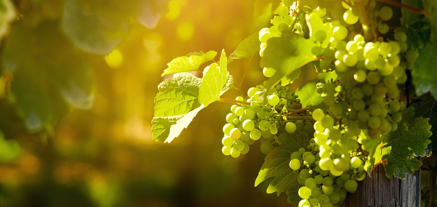 Zahájenie signalizácie pre vinohradníkov a ovocinárov