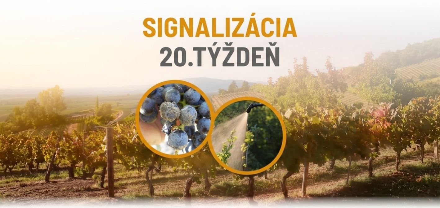 Signalizácia vinič – 20. týždeň