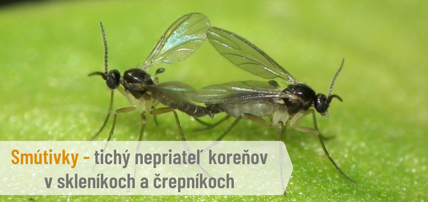 🪰 Smútivky – tichý nepriateľ koreňov v skleníkoch a črepníkoch
