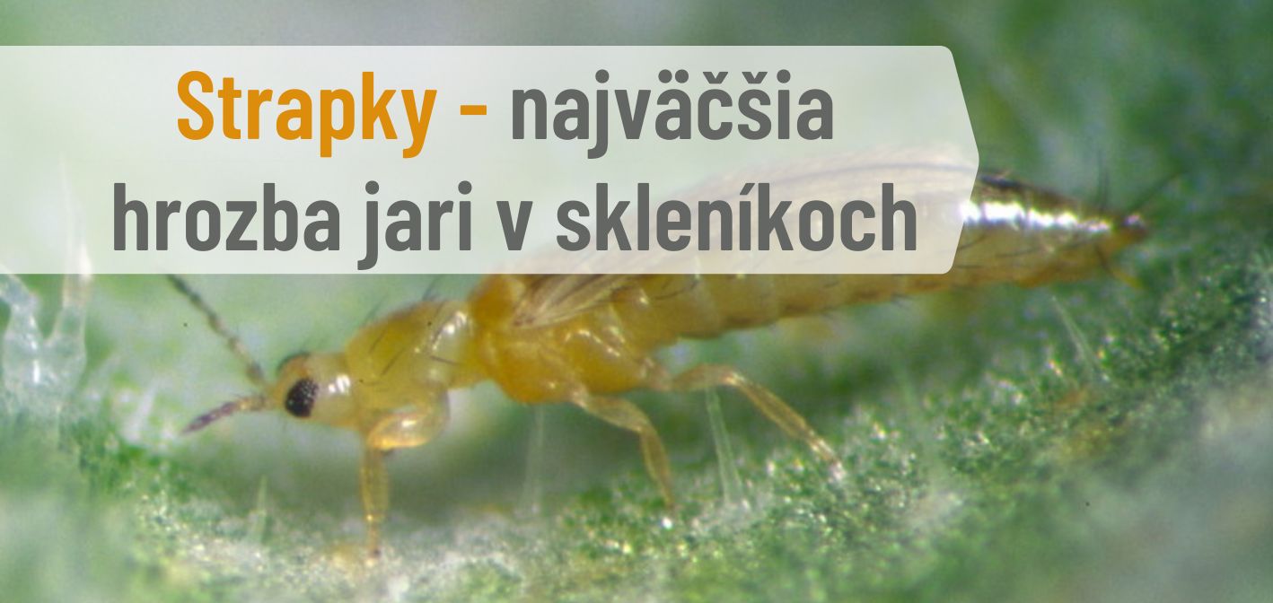 🚨 Strapky – najväčšia hrozba jari v skleníkoch