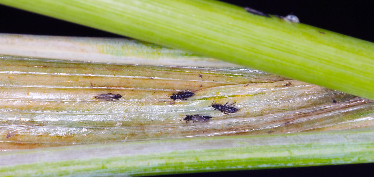 Strapky – drobní škodcovia, ktorí oslabujú izbové rastliny a šíria choroby