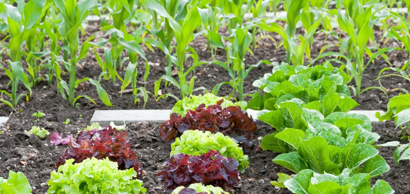 Správne striedanie plodín: zdravá pôda, menej chémie, vyššia úroda