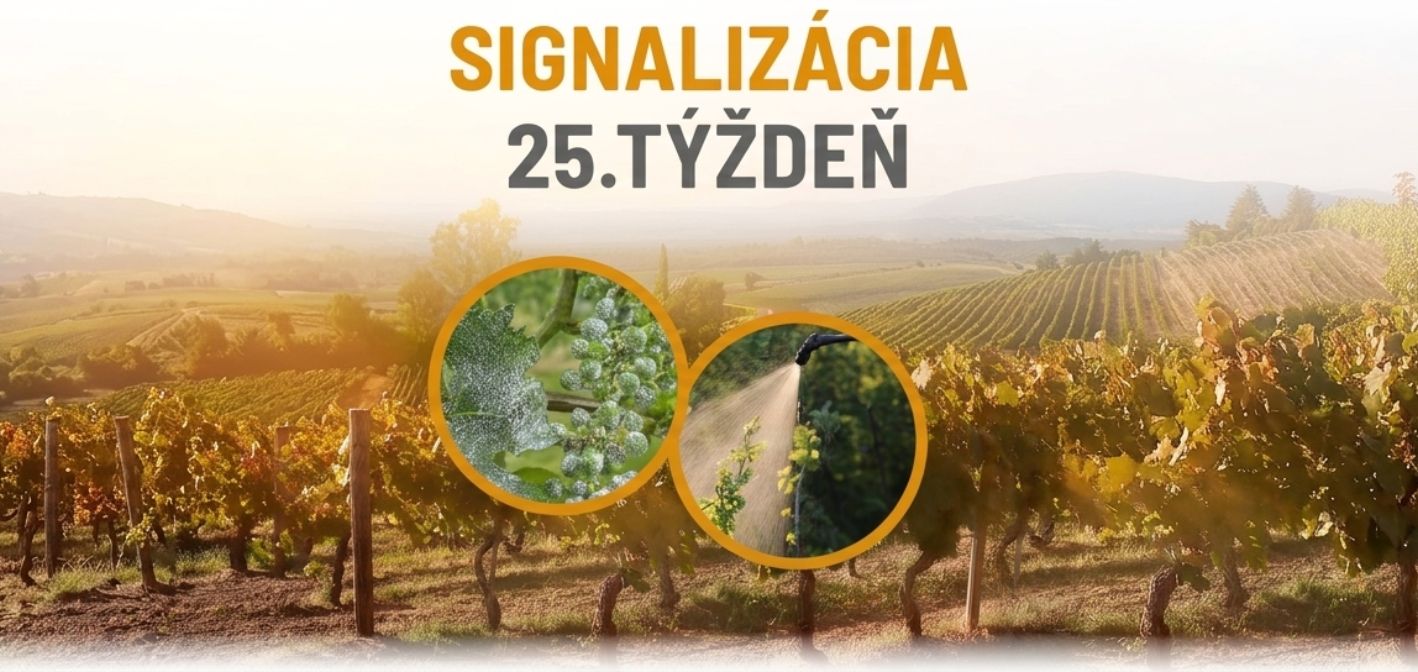 Signalizácia vinič – 25. týždeň