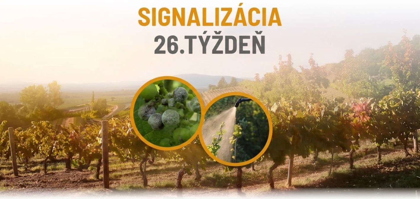 Signalizácia vinič – 26. týždeň