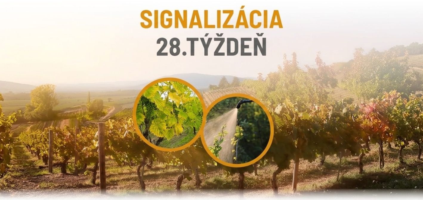 Signalizácia vinič – 28. týždeň