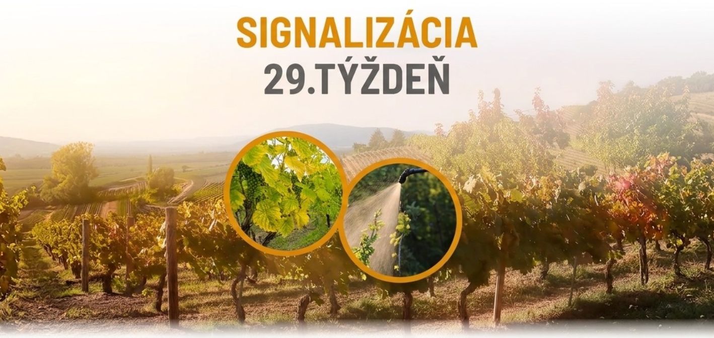Signalizácia vinič – 29. týždeň