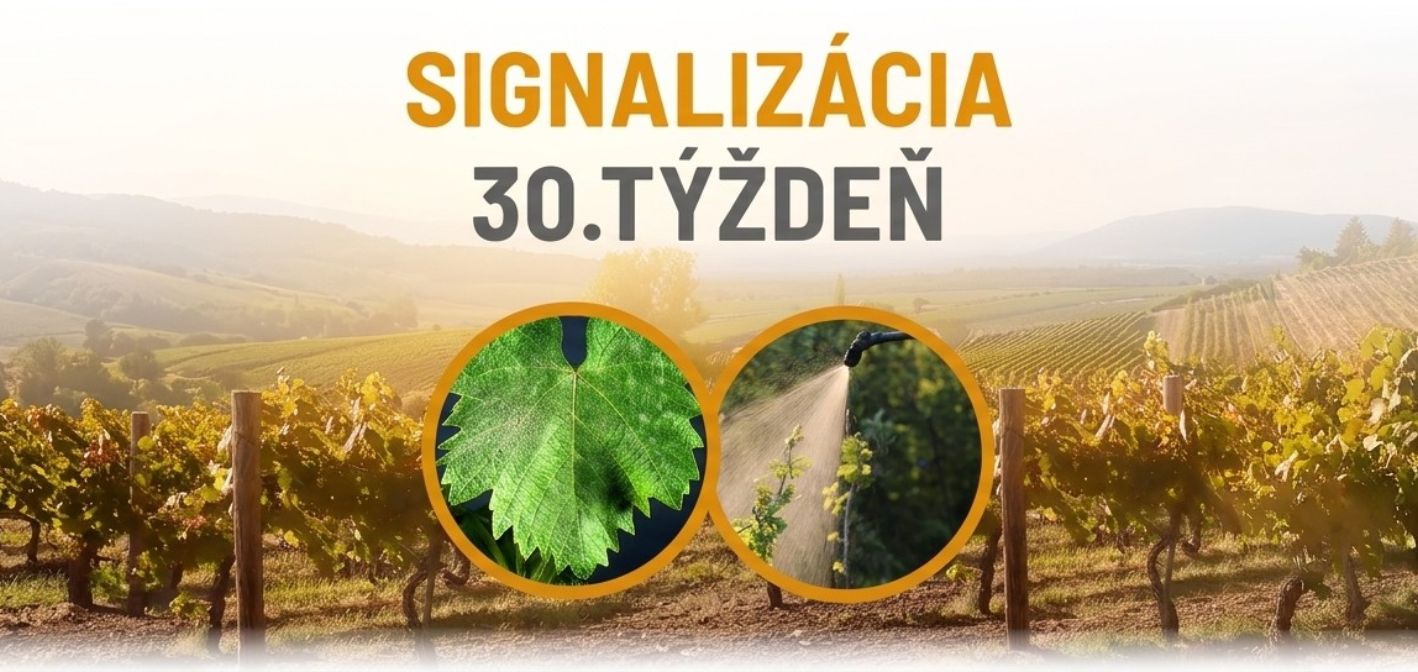 Signalizácia vinič – 30. týždeň