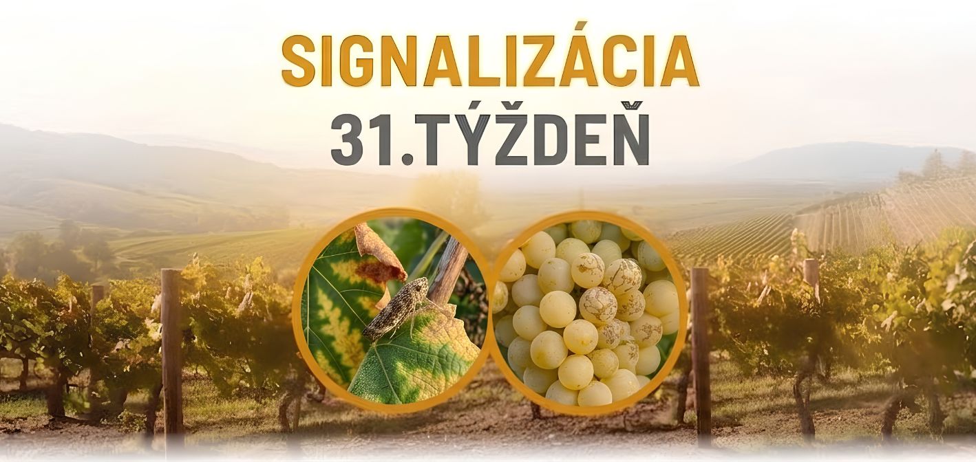 Signalizácia vinič – 31. týždeň