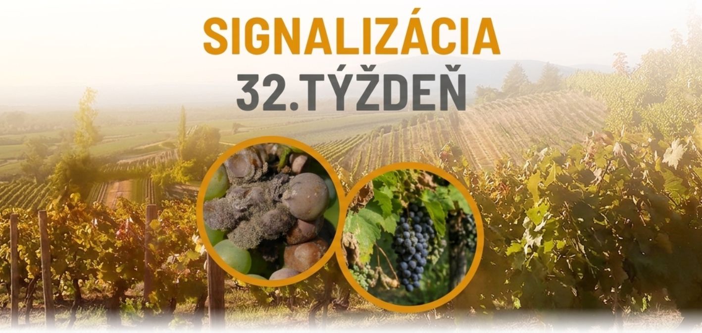Signalizácia vinič – 32. týždeň