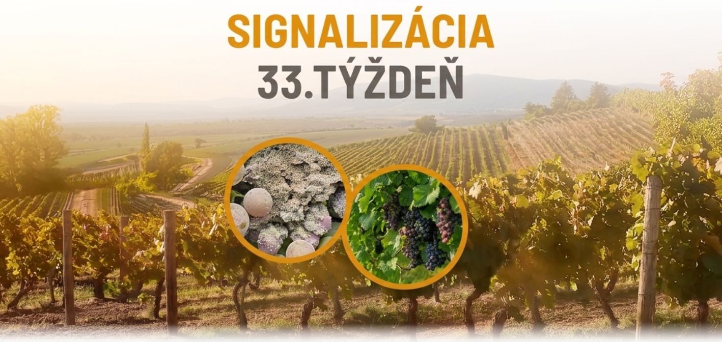 Signalizácia vinič – 33. týždeň