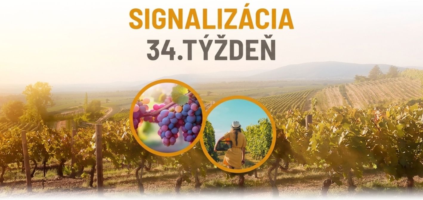 Signalizácia vinič – 34. týždeň