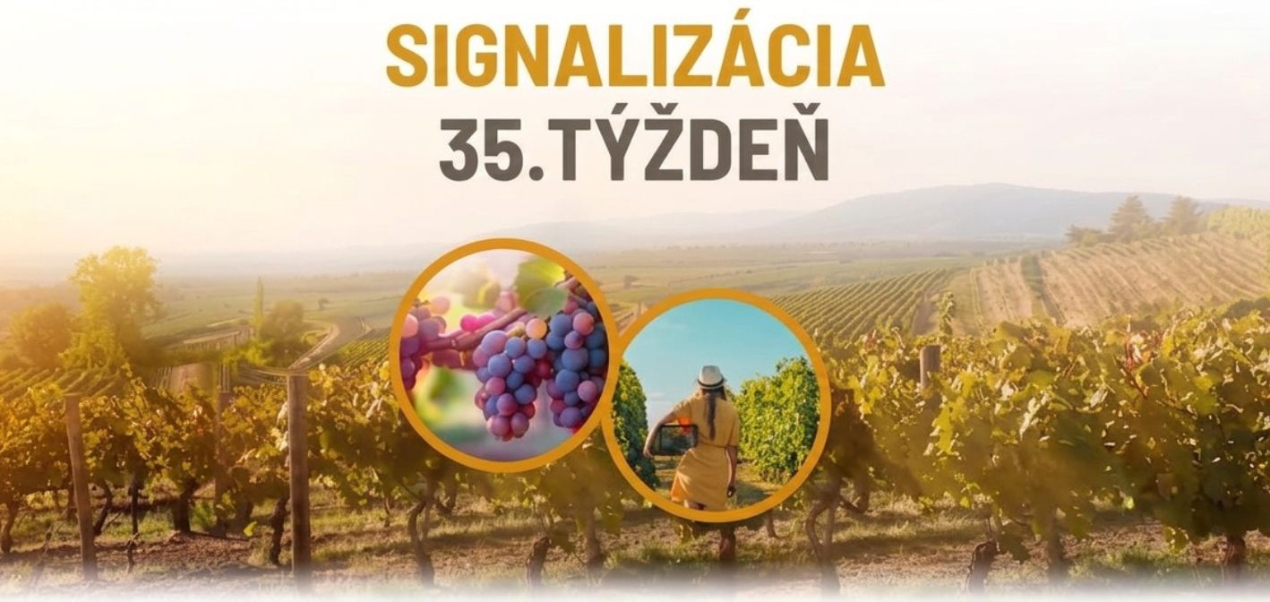Signalizácia vinič – 35. týždeň