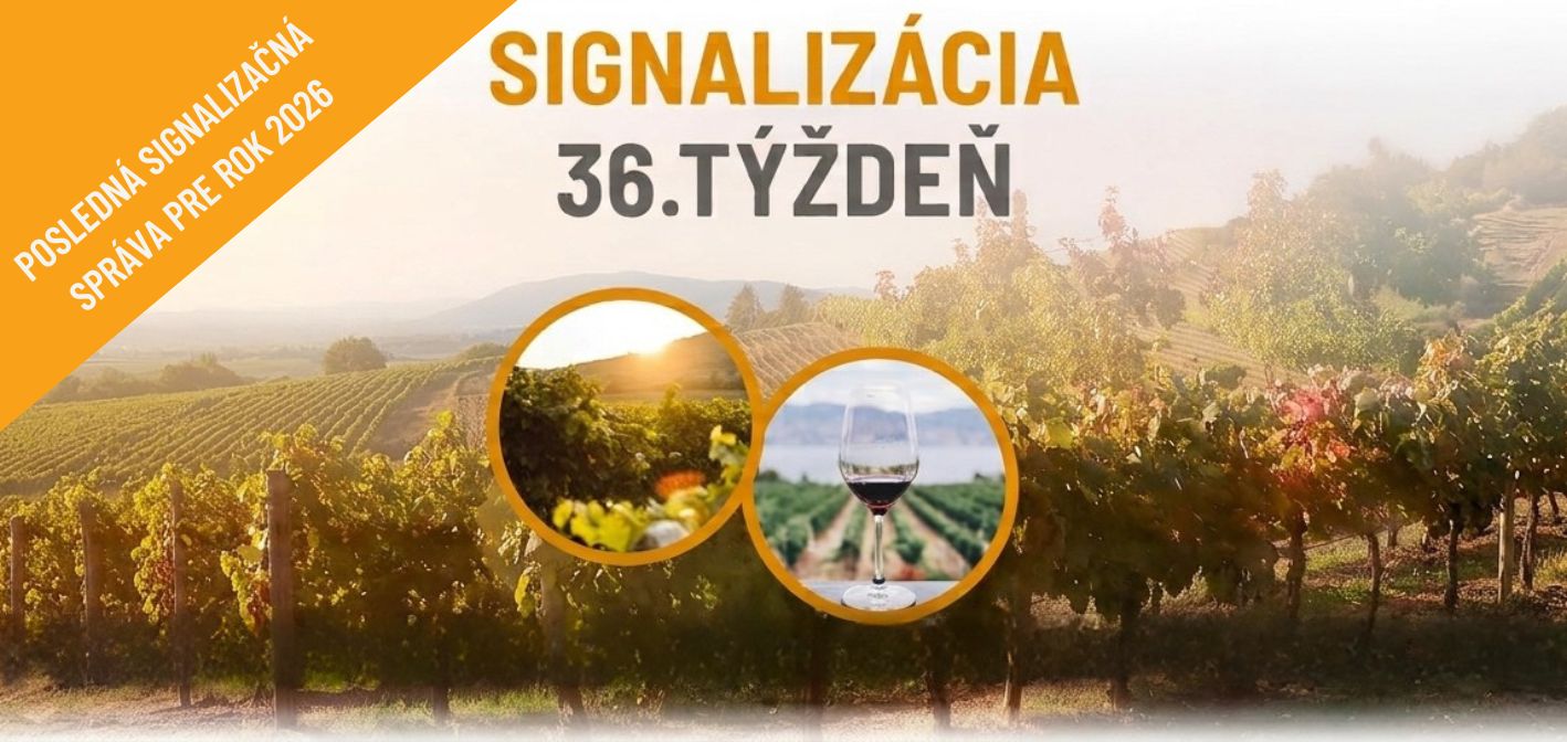 Signalizácia vinič – 36. týždeň