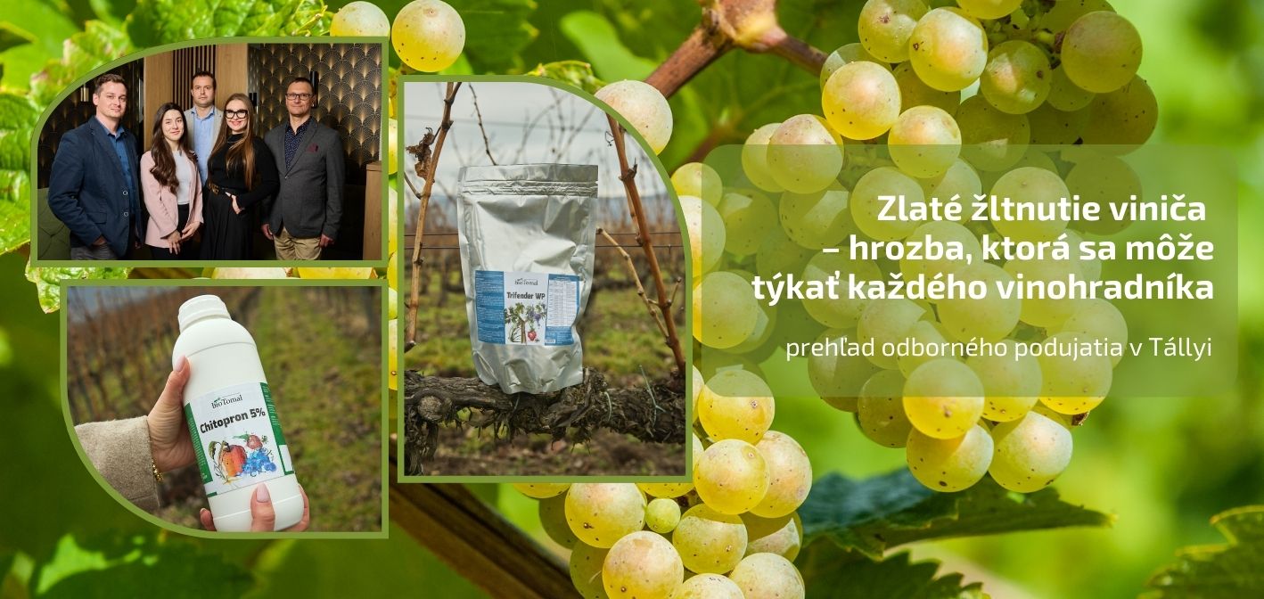 Zlaté žltnutie viniča – hrozba, ktorá sa môže týkať každého vinohradníka