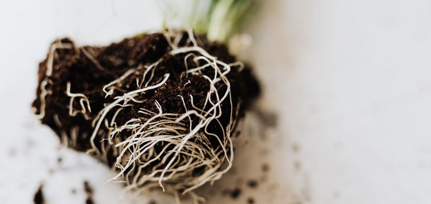 Mykorhízne huby – tajná podzemná sieť, ktorá rozhoduje o sile Vašej záhrady