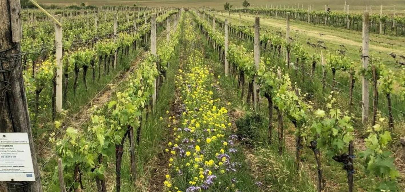 Január – aké rastliny dať pod ovocné stromy a vinič, aby pomáhali hnojením a ochranou