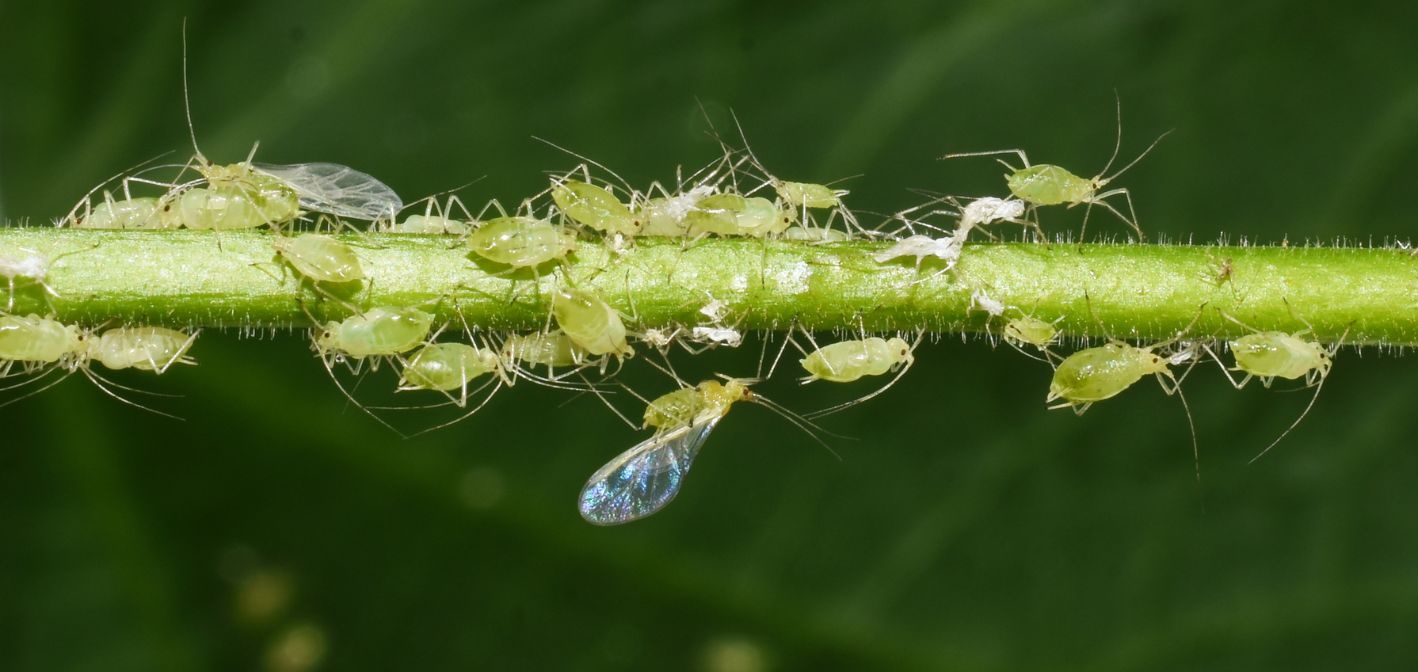 Vošky – najčastejší škodcovia izbových rastlín a ako sa ich zbaviť
