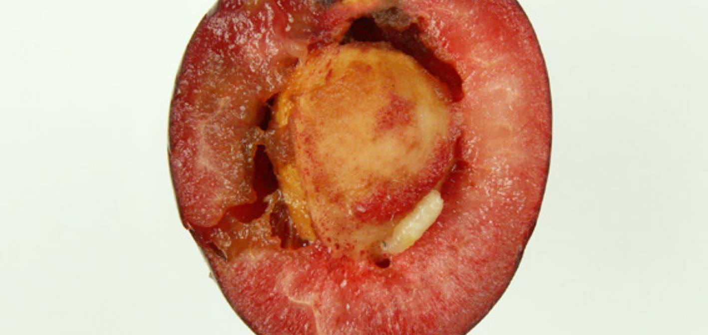 Vrtivka čerešňová