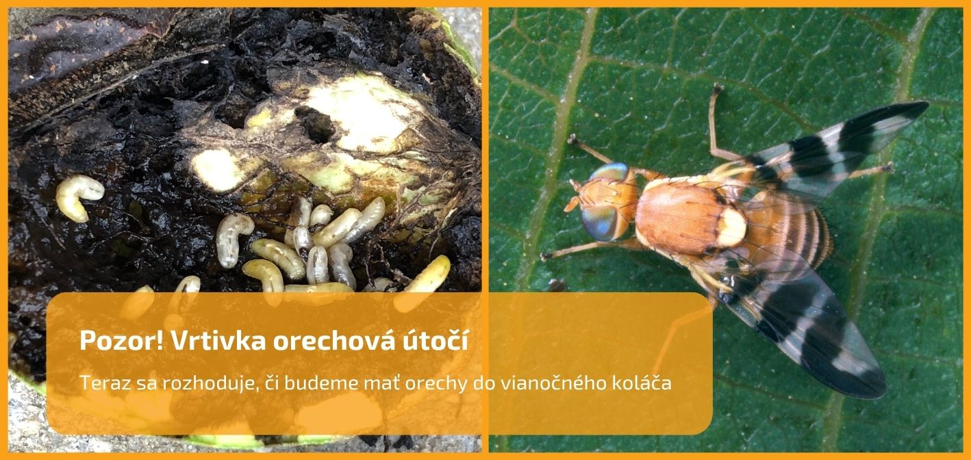 Pozor! Vrtivka orechová útočí: Teraz sa rozhoduje, či budeme mať orechy do vianočného koláča
