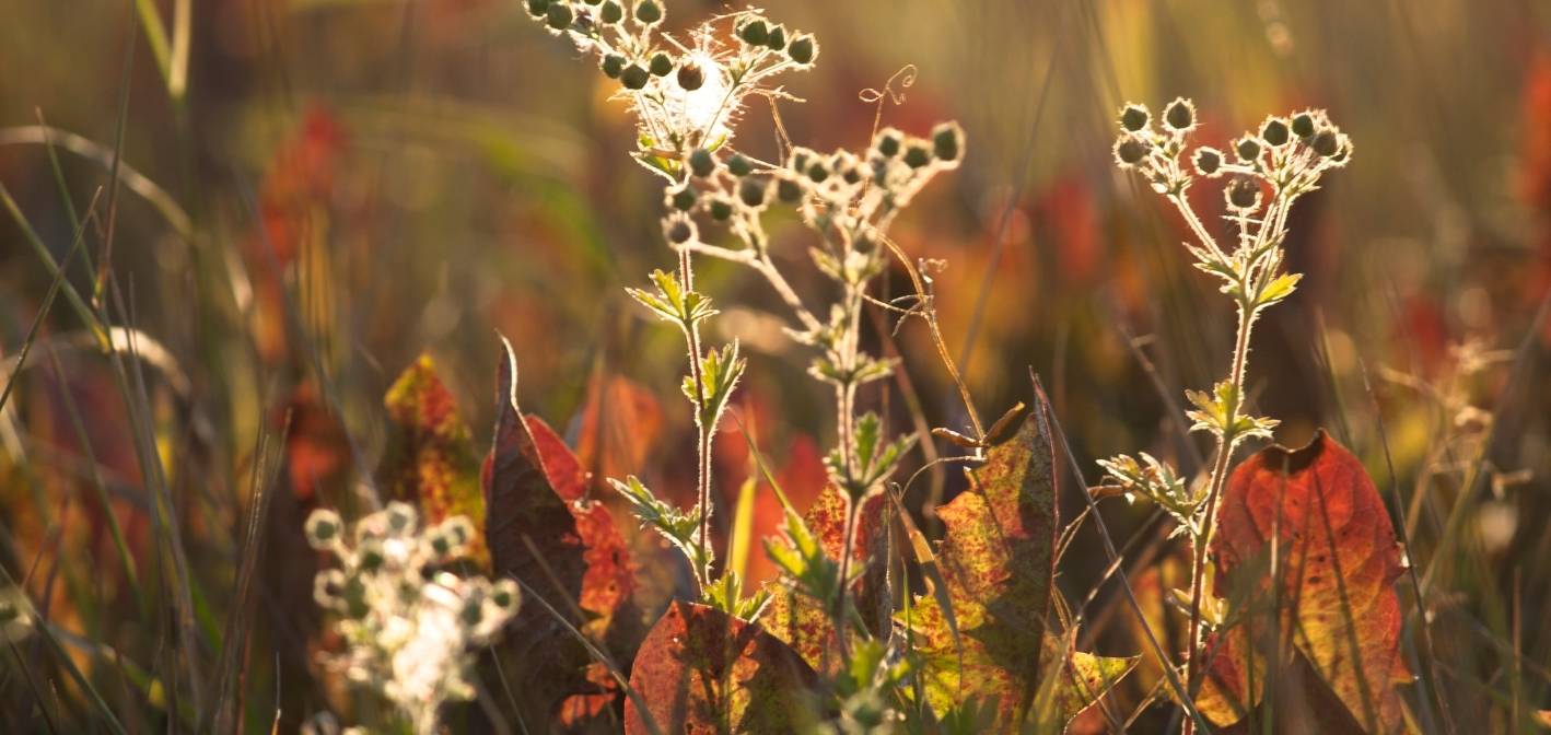 Prečo vysiať a manažovať zazelenanie na jeseň?