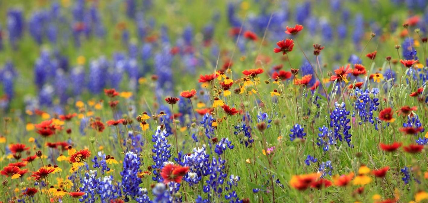 Prečo vysiať a manažovať zazelenanie?