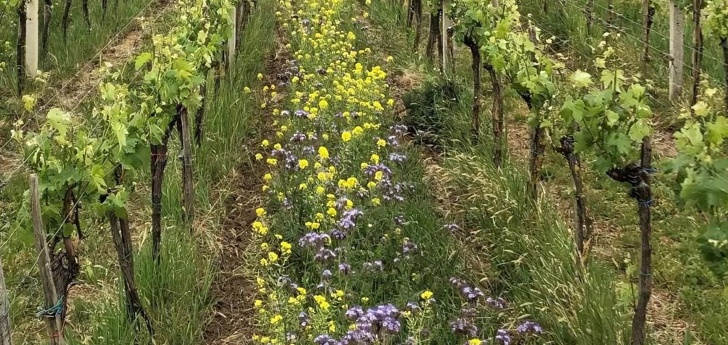 Zazelenanie na jar - kľúč k zdravej a úrodnej pôde