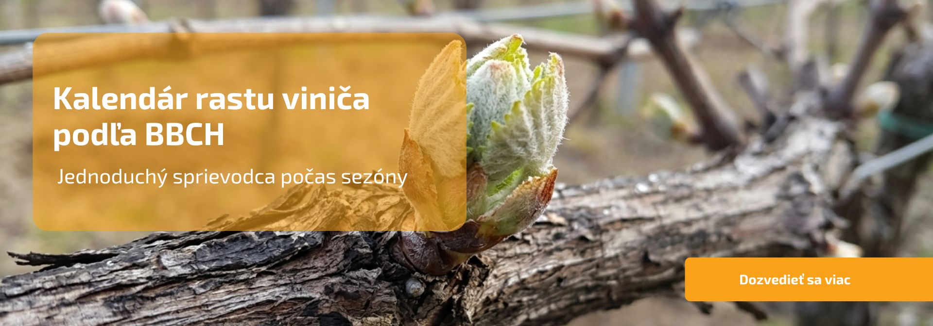 Kalendár rastu viniča podľa BBCH: jednoduchý sprievodca počas se