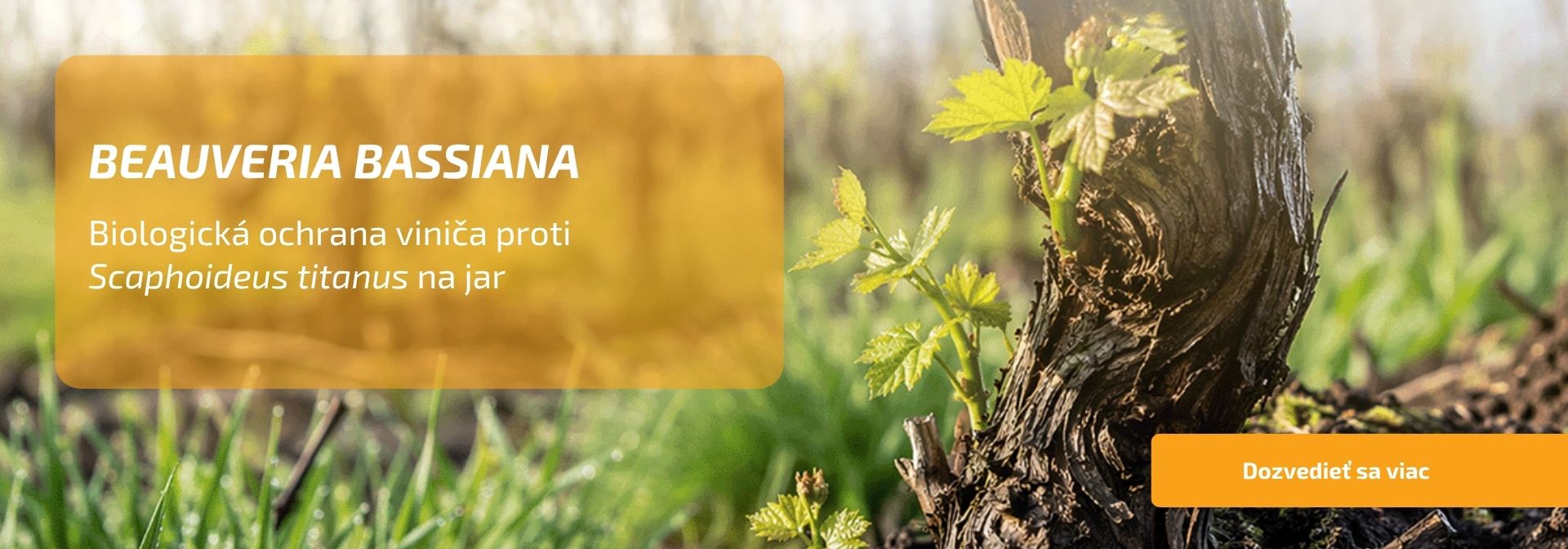 Bora-Biologická ochrana viniča proti Scaphoideus titanus na jar