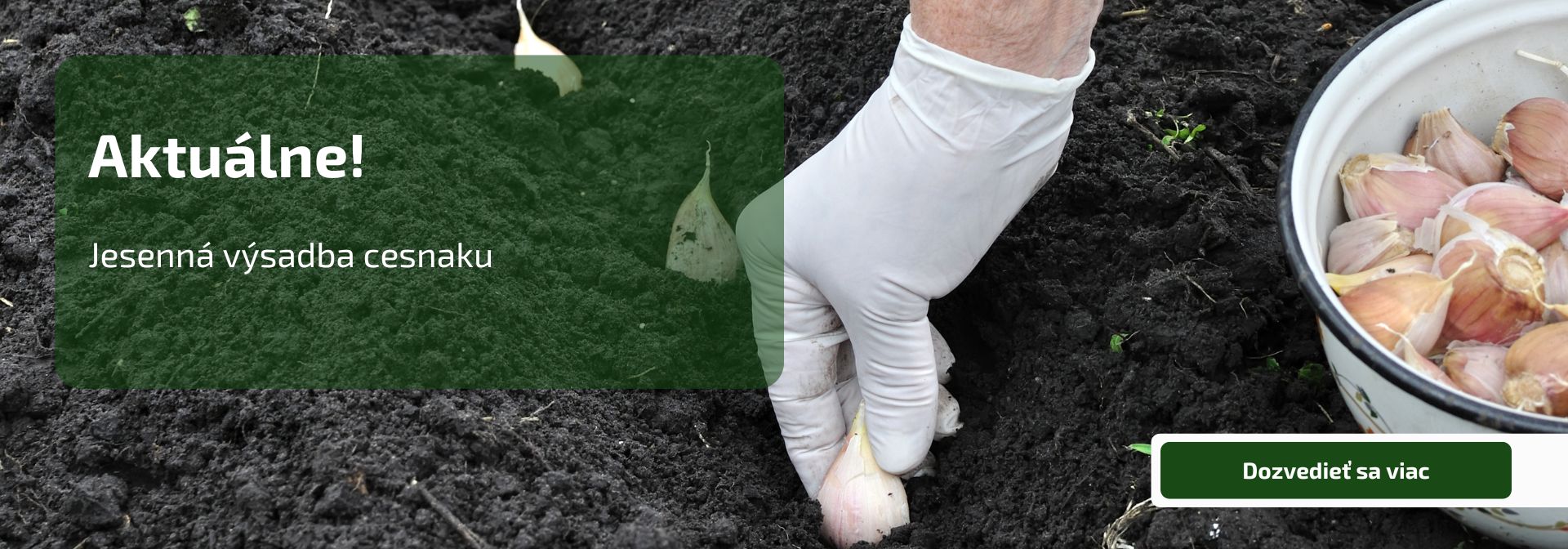 Jesenná výsadba cesnaku