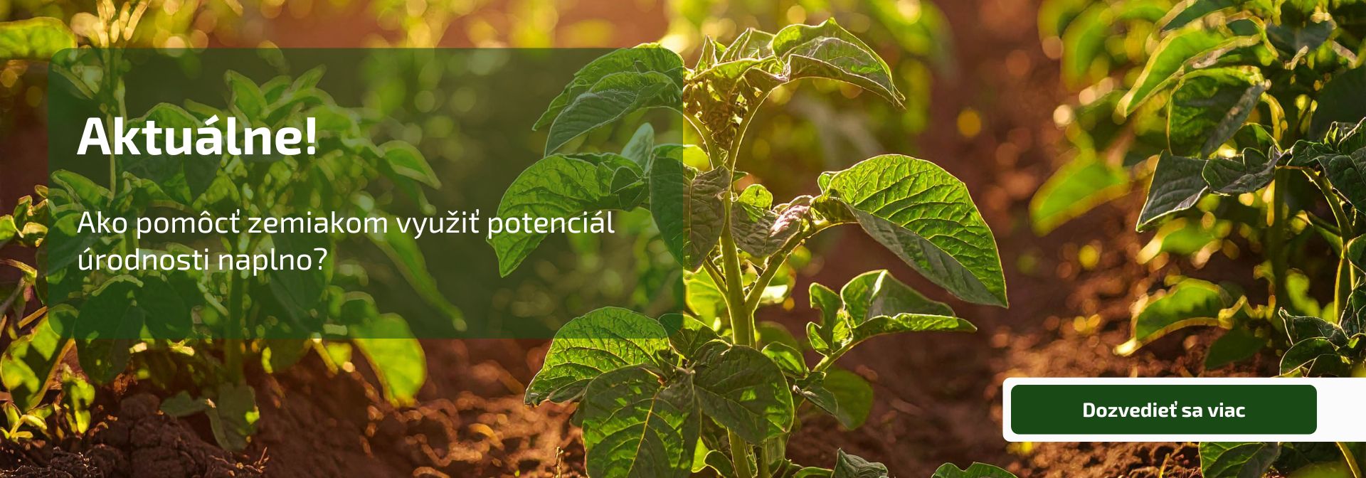 Ako pomôcť zemiakom využiť potenciál úrodnosti naplno