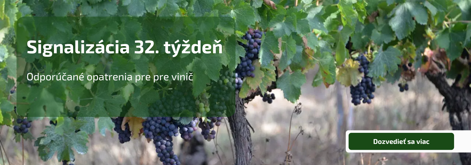 Signalizácia - 32. týždeň