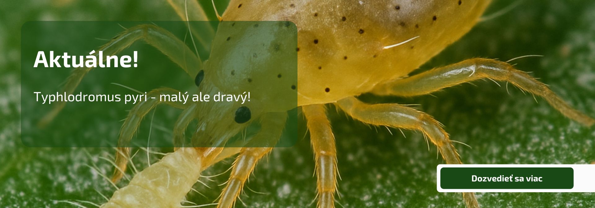 Typhlodromus pyri - malý ale dravý!