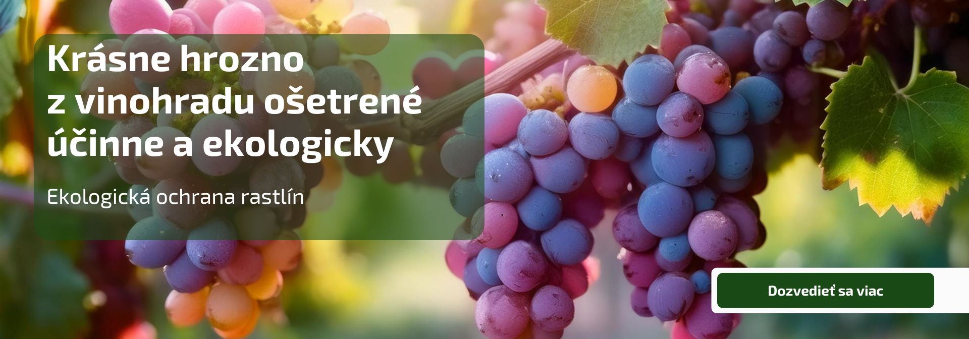 Krásne hrozno  z vinohradu ošetrené účinne a ekologicky