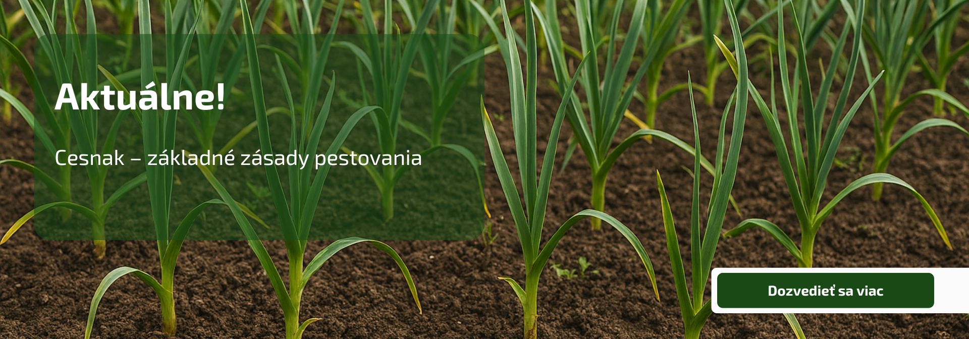 Cesnak – základné zásady pestovania