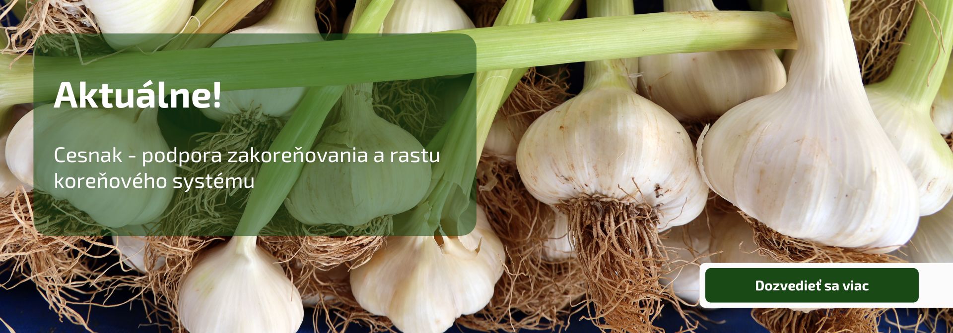 Cesnak - podpora zakoreňovania a rastu koreňového systému